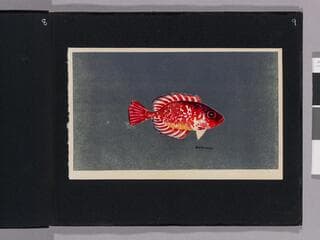 Go to image 11.