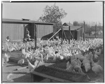 P2 - Poultry
