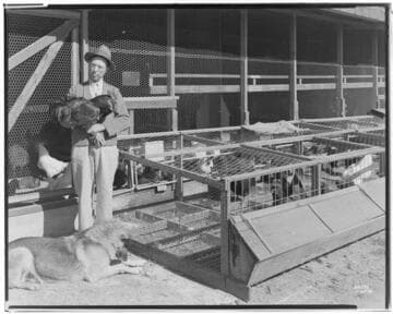 P2 - Poultry