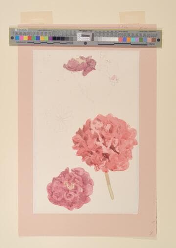 Flower Studies