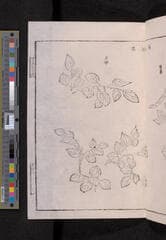 Go to image 241.