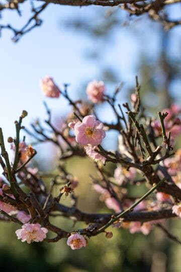 Prunus mume cv.