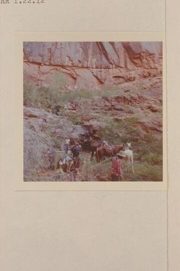 Removing saddles from stock at Melody or Melodic Spring. Mile 1 left bank, San Juan River