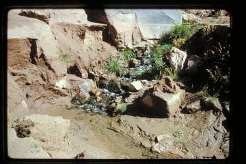 Cave Spring