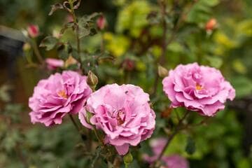 Go to image 6.