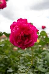 Go to image 2.