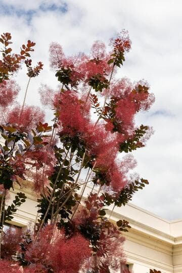 Cotinus coggygria 'Royal Purple'