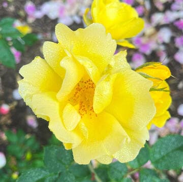 Rosa 'Green Fire'