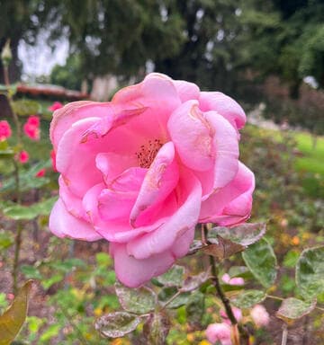 Rosa 'Henry Ford'