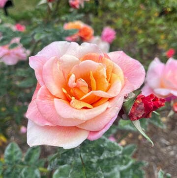 Rosa 'Autumn'