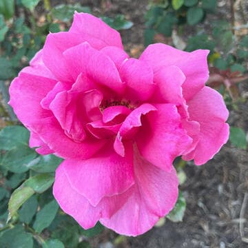 Rosa 'Show Girl'