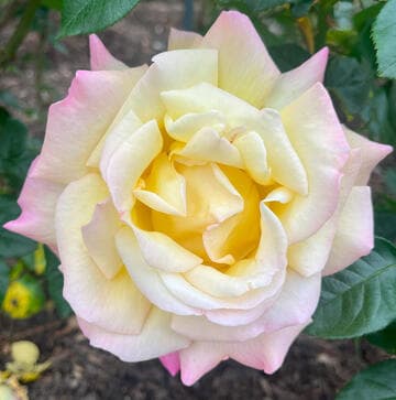 Rosa 'Peace'