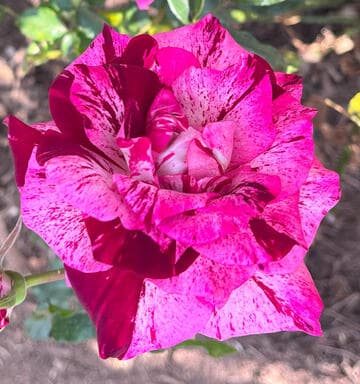 Rosa 'Purple Tiger'