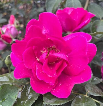Rosa 'News'