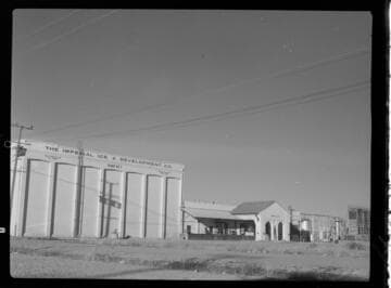 Imperial Ice  Plant