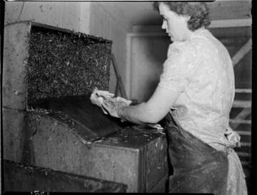 Agriculture Poultry