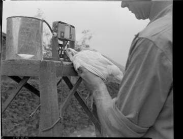 Agriculture Poultry