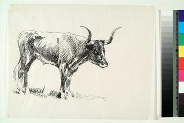 Standing Steer