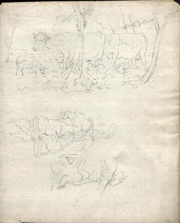 Cow Studies