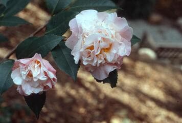 Go to image 4.