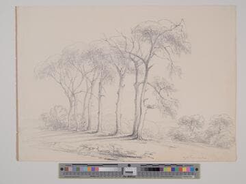 High Trees