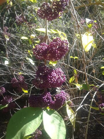 Callicarpa japonica