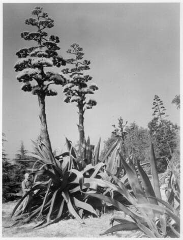 Agave lisa