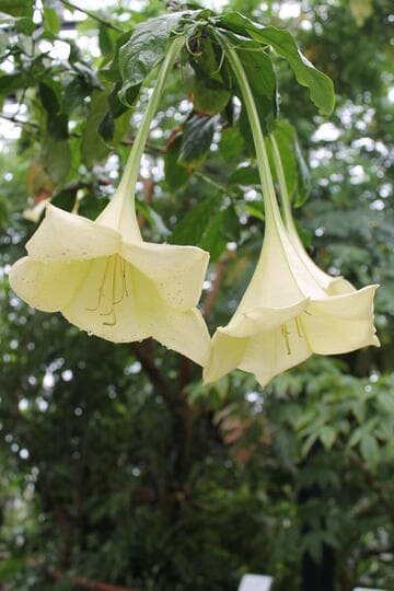 Osa pulchra
