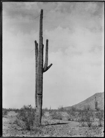 Cactus with arrows