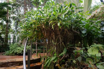 Pandanus pristis