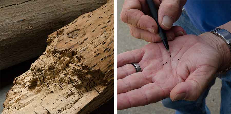 Left: The black holes and chambers in this box elder’s wood indicate damage caused by the polyphagous shot hole borer. Right: Nursery manager Dan Berry holds five polyphagous shot hole borers—each smaller than a sesame seed—in the palm of his hand. Photographs by Lisa Blackburn. Left: The black holes and chambers in this box elder’s wood indicate damage caused by the polyphagous shot hole borer. Right: Nursery manager Dan Berry holds five polyphagous shot hole borers—each smaller than a sesame seed—in the palm of his hand. Photographs by Lisa Blackburn.