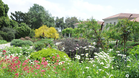 Folsom-April-22-A Shakespeare Garden