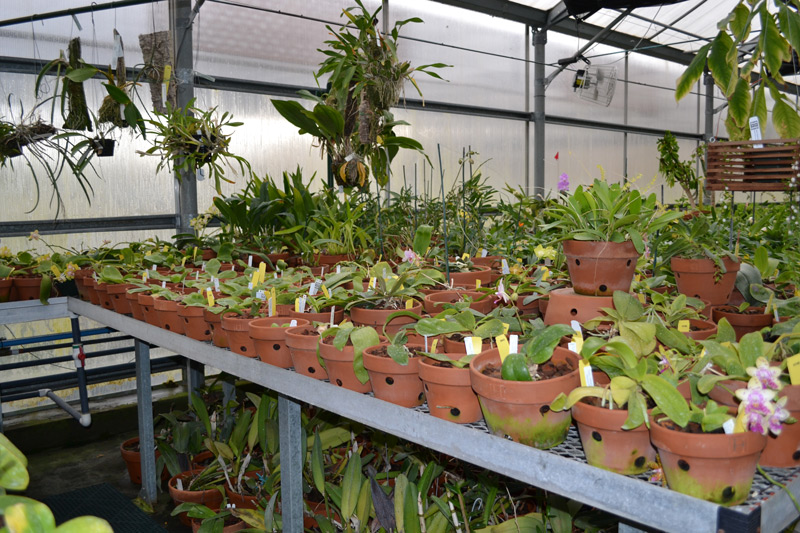 Moss-Banner Orchid in terracotta pots