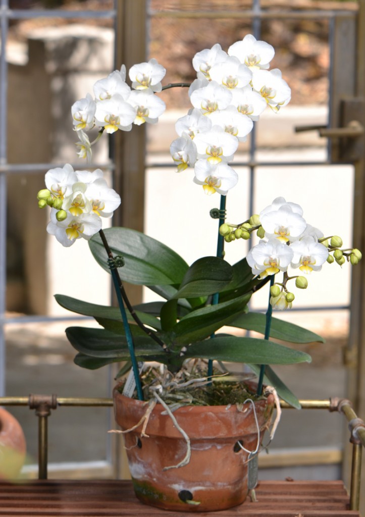 PhalaenopsisMunger Phalaenopsis