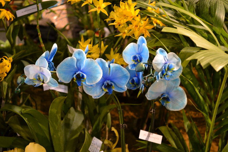 BlueOrchid Blue orchid