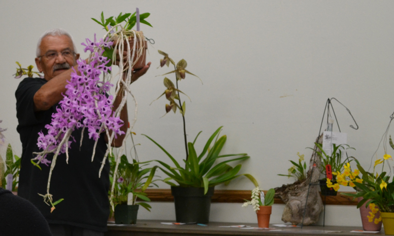 OrchidAuction Orchid auction