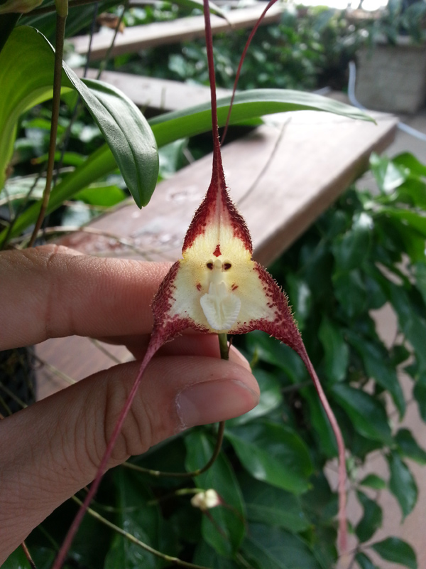 Dracula-orchid-2 Dracula orchid