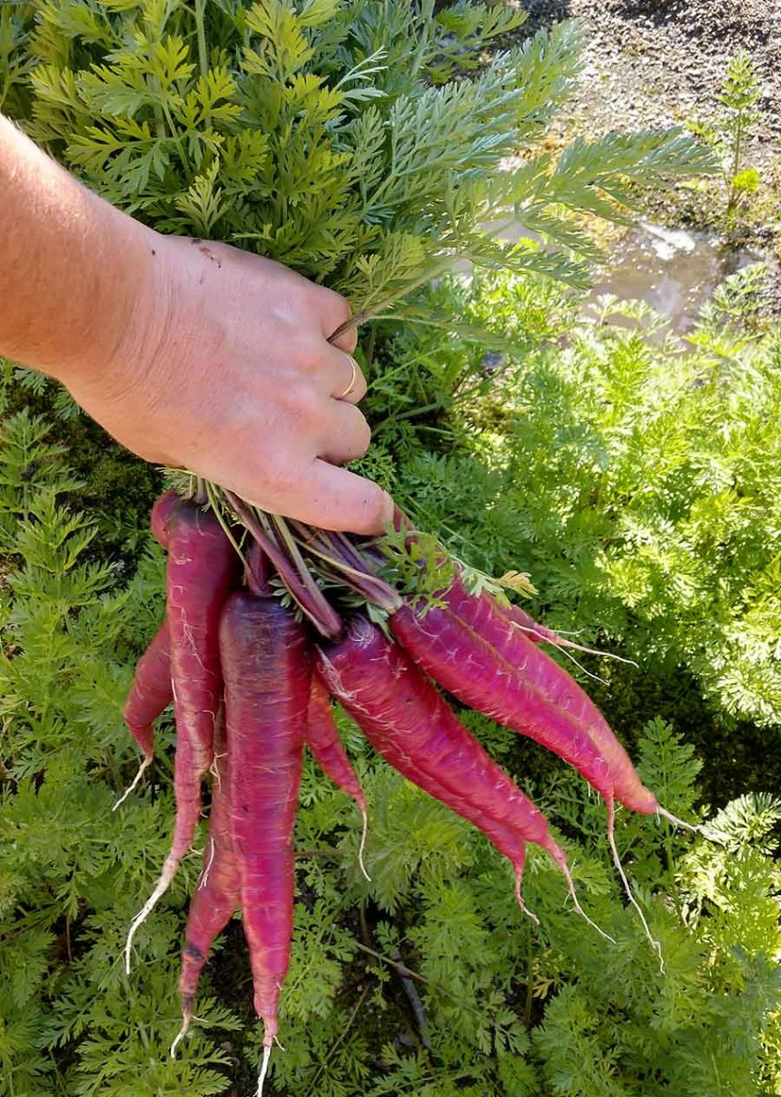 These vivid dragon carrots are an example of the many unique varieties of vegetables that can be difficult to find in stores but can be grown in home gardens. Photo by Cara Hanstein.