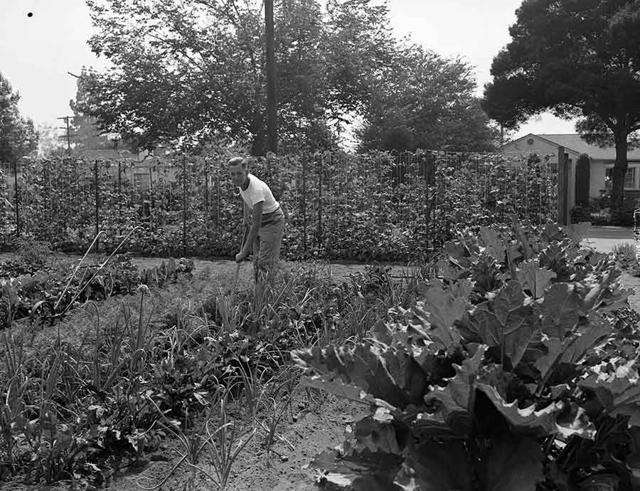 Burt E. Woodburn tending a victory garden during World War II. The Southern California Edison Photographs and Negatives Collection. The Huntington Library, Art Museum, and Botanical Gardens.