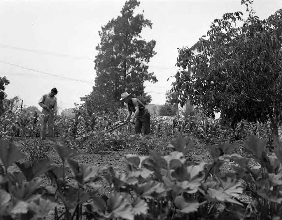 P. V. Moffat and F. V. Lucas plowing a victory garden in Montebello, California, in 1944. The Southern California Edison Photographs and Negatives Collection. The Huntington Library, Art Museum, and Botanical Gardens.