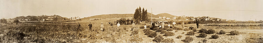 Flower Field in Los Angeles-Hollywood, California, United States, Operated by the Kuromi Family of Shimane Prefecture, March 1, 1928, Paris Photographic Studio.